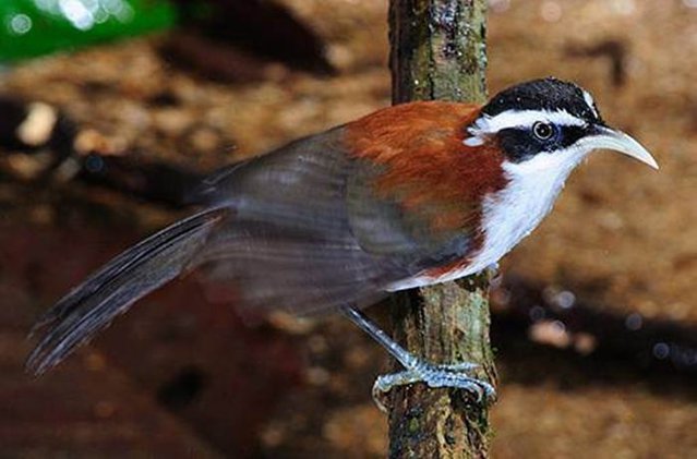 Burung cica kopi melayu