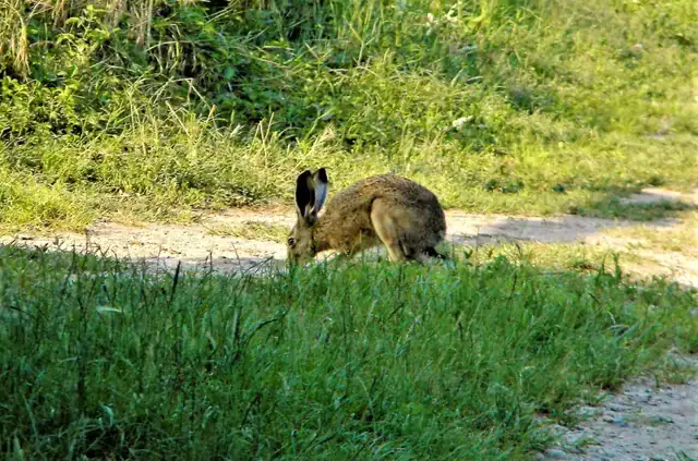La lepre comune nel suo habitat naturale tra caratteristiche fisiche e biologia