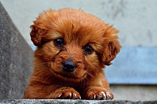7 Dicas De Como Adestrar Cachorro Filhote
