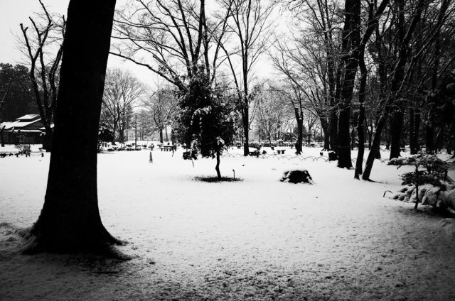 Ricoh GR2 リコーGRⅡ 作例 冬 雪 公園 木 モノクロ ハイコントラスト白黒 エモい