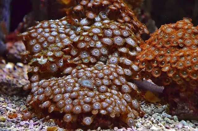 Zoanthids dying