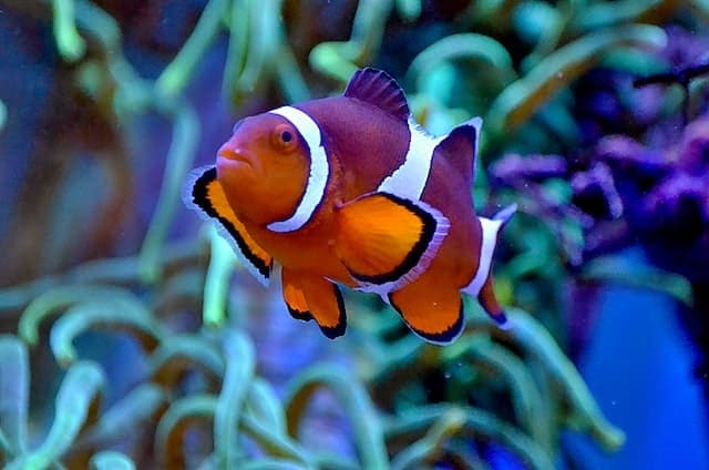 Clownfish in a tank