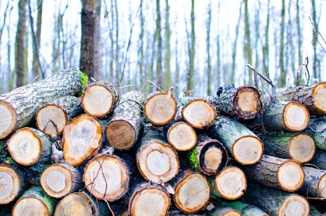La nuova legge sulle foreste in Lombardia: un passo verso la sostenibilità