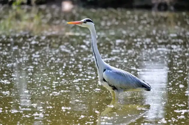 L’Airone cenerino, lo splendido e regale uccello dei nostri territori e non solo, raccontato e fotografato da Walter Ferrari