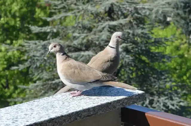 Il canto della tortora dal collare: una presenza costante nei nostri centri urbani