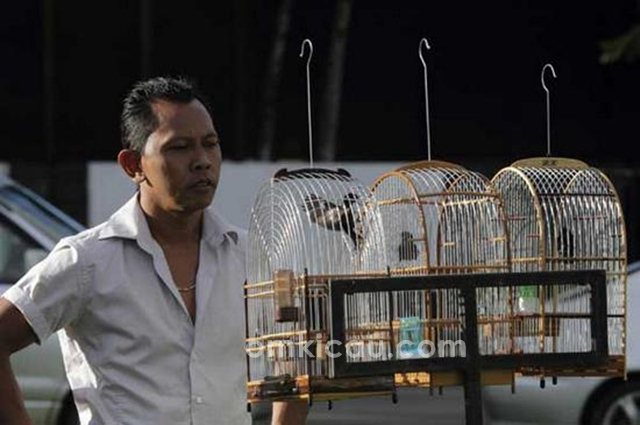 Tiga jenis burung popular di Suriname dan suaranya untuk masteran