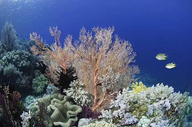 Corales del arrecife de puerto morelos