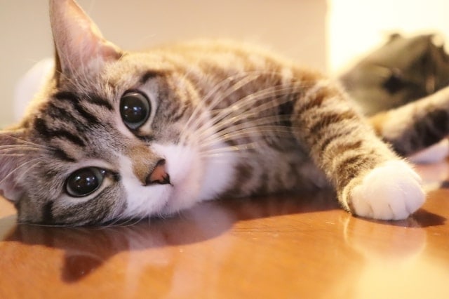 cat-lying-down