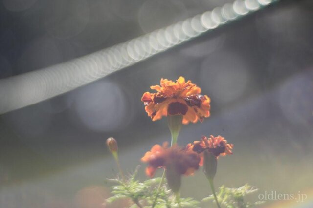 Meyer-Optik Görlitz Primoplan 58mm F1.9 滲むオールドレンズ revew 作例 草花 自然 バブルボケ シャボン玉ボケ 虹ゴースト エモい写真が撮れるオールドレンズ