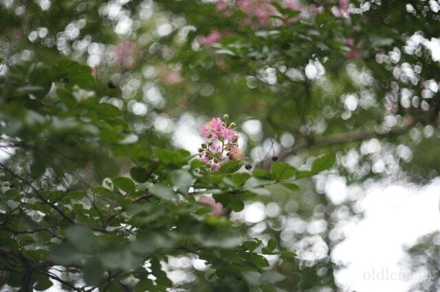 Retina XENON 50mm F1.9 Review作例 Schneiderシュナイダーオールド