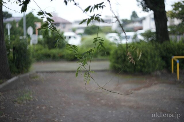 Retina XENON 50mm F1.9 Review作例 Schneiderシュナイダーオールド