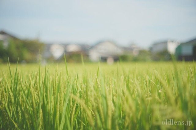 銘玉 konica hexanon ar 57mm f1.4 revew 作例 Monster bokeh 花 エモい画像写真 稲 新米 田んぼ