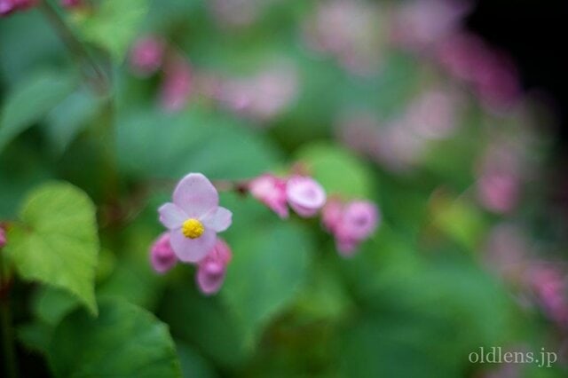 銘玉 konica hexanon ar 57mm f1.4 revew 作例 花 monster bokeh エモい画像写真