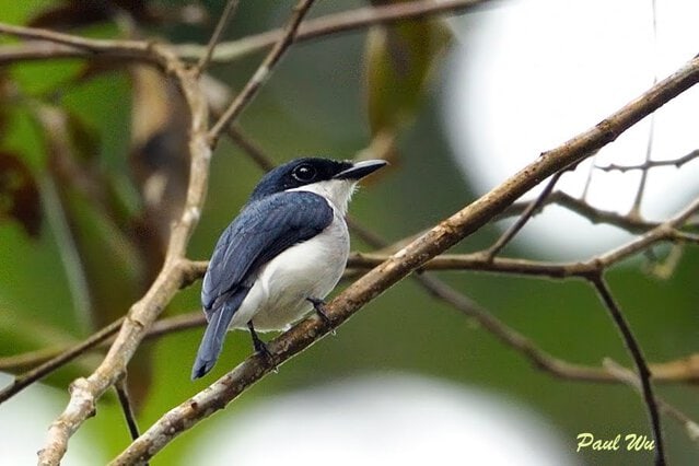 Burung jingjing batu