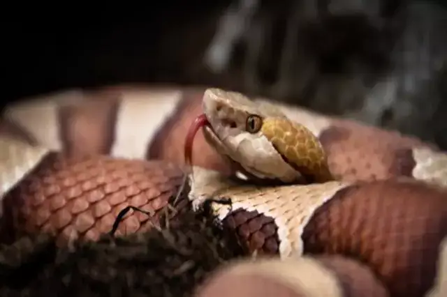 Las serpiente terciopelo una de las mas venenosas