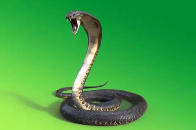 la cobra, una de las serpientes mas venenosas