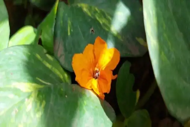 flora del jardín botánico