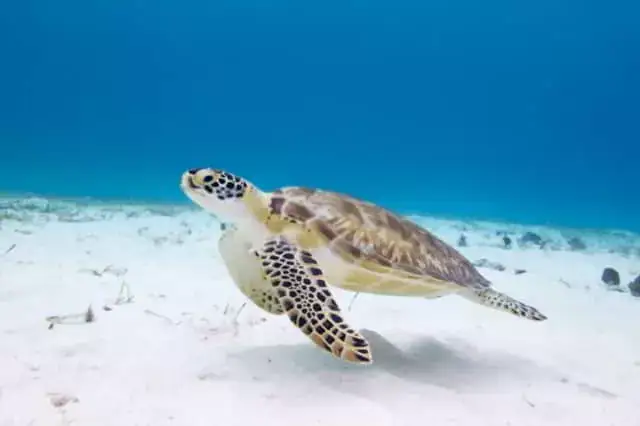 Tortuga blanca, ESPECIE ENDEMICA en Quintana Roo