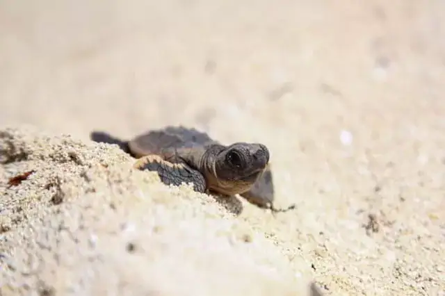 anidacion detortugas en puerto morelos