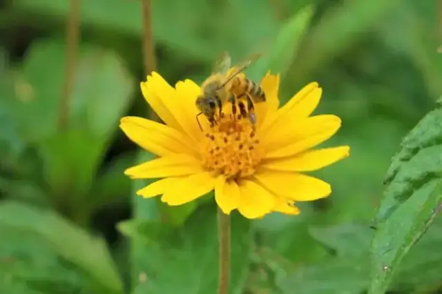 abeja melipona en el jardin botanico
