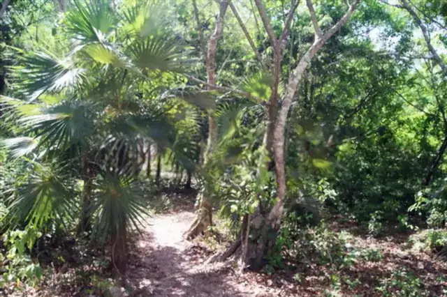 palma chiit, flora endemica de la region de quintanaroo