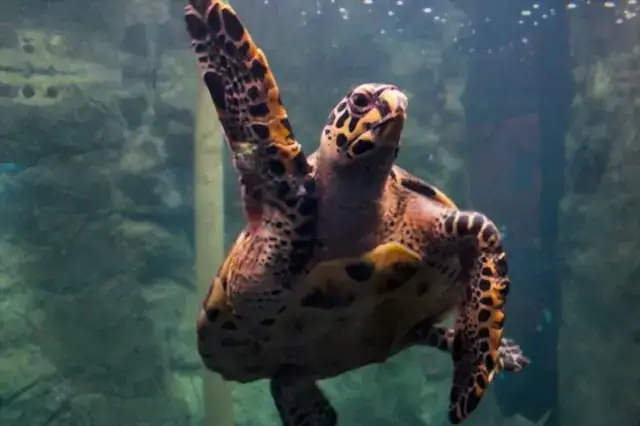 Tortuga caguama