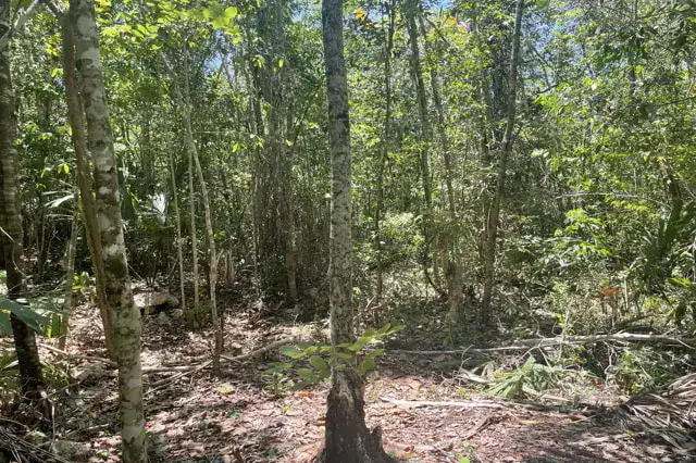 arbol medicinal de la cultura maya