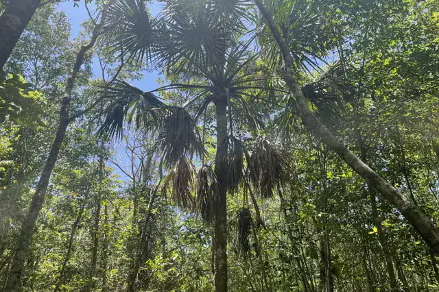 palmeras, vegetacion de la riviera maya