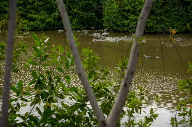 manglar in puerto morelos