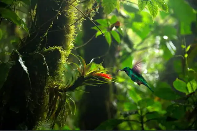 5 animales sagrados mayas