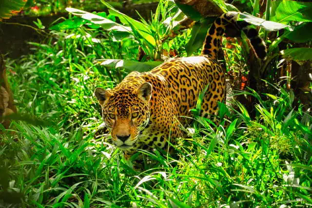 5 animales sagrados mayas