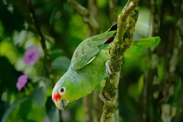 loros o cotorros abundantes en la selva