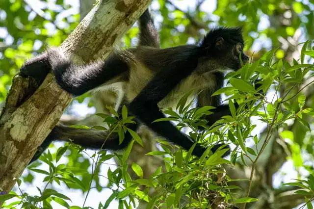 especie endemica de quintana roo