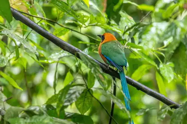 5 animales sagrados de la selva