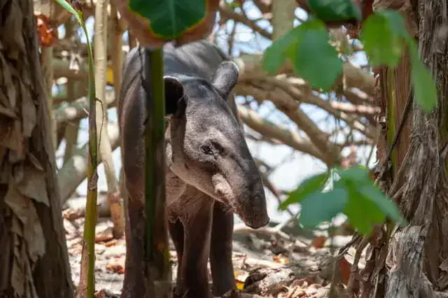 tapir, animal endemico en quintana roo