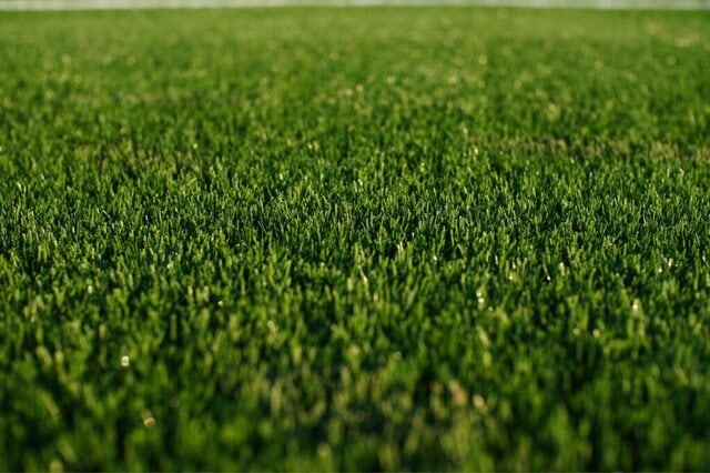Artificial Grass