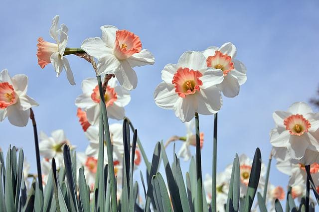 daffodils