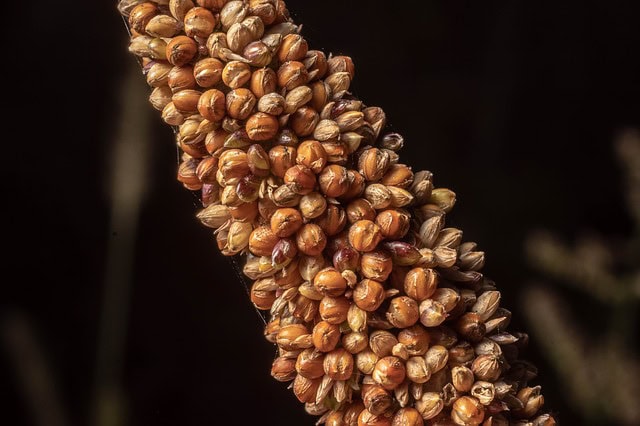 gluten-free grains and pseudograins
