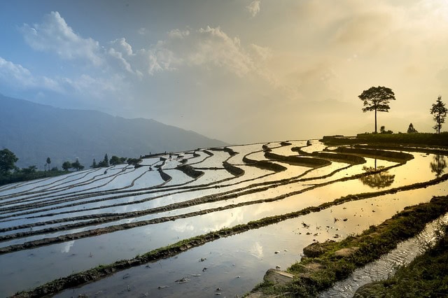 gluten-free rice