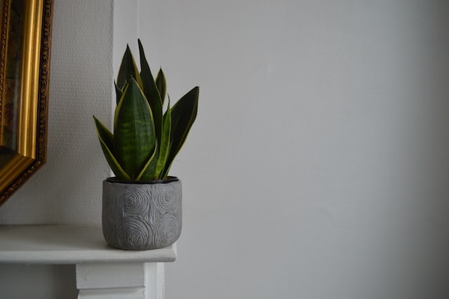 outdoor plant types