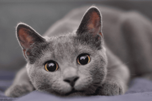 Kucing warna Abu-abu