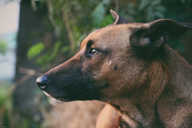 I Cani e il Linguaggio: Cosa Ci Insegnano