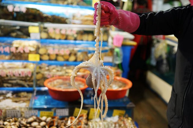 Stop alla pesca intensiva: arriva la proposta di legge per polpi e tonni