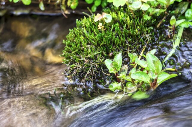 Val Dogà: La Valle di Venezia che Cattura CO₂