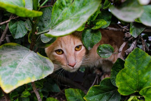 Scoperta in Bolivia: il tilcayo, un nuovo felino delle Ande