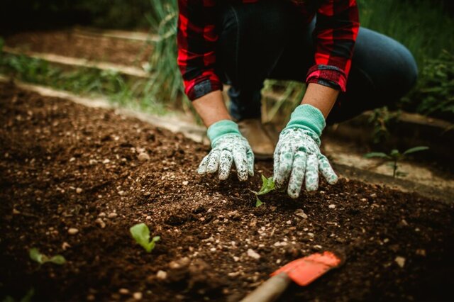 Quando una comunità rinasce: il potere della foresta in India