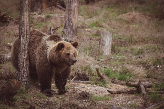L’orso bruno marsicano torna a espandersi: il caso della convivenza con le comunità