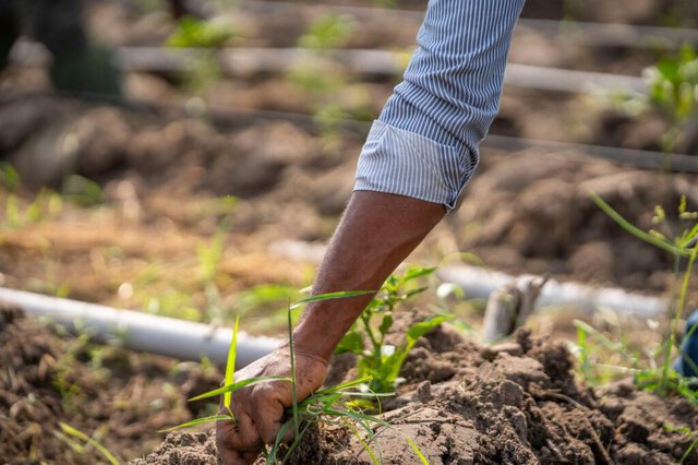 PFAS della filiera agroalimentare: un rischio da gestire