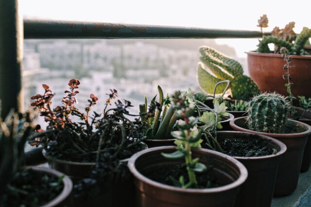 Orto domestico: trasformare piccoli spazi in giardini produttivi