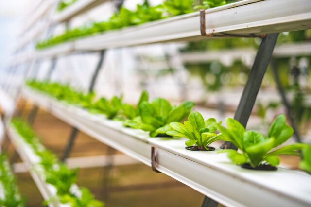 La serra sul tetto più grande del mondo: un esempio di agricoltura urbana